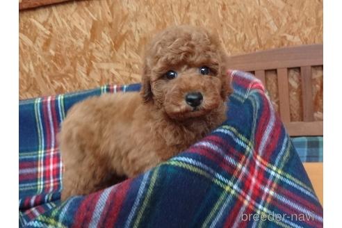 成約済の宮城県のトイプードル-142873の6枚目